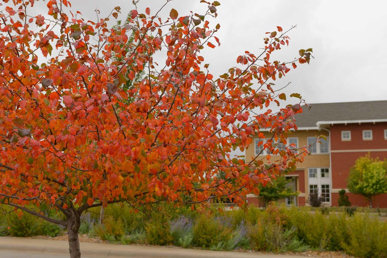 Autumn Tree Outside Sparks Hall